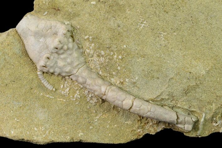 Fossil Crinoid (Macrocrinus) - Crawfordsville, Indiana #135627